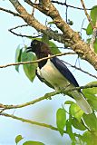 Curl-crested Jayborder=